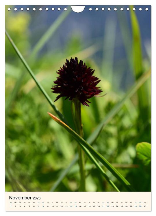 Produktbild: Einheimische Orchideen (Wandkalender 2026 DIN A4 hoch), CALVENDO Monatskalender