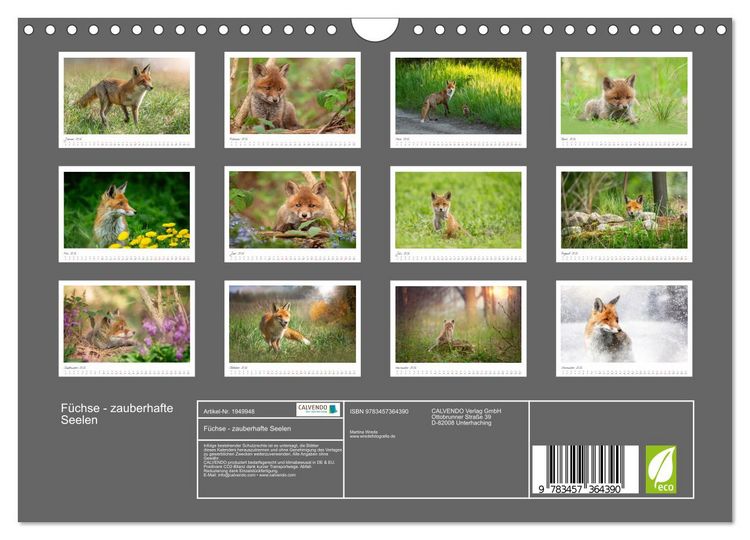 Produktbild: F&uuml;chse - zauberhafte Seelen (Wandkalender 2026 DIN A4 quer), CALVENDO Monatskalender