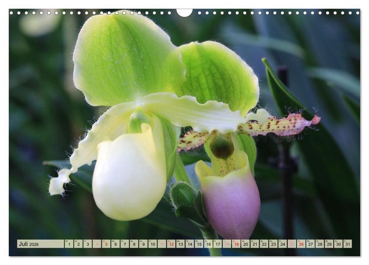 Produktbild: Beliebte Orchideen (Wandkalender 2026 DIN A3 quer), CALVENDO Monatskalender