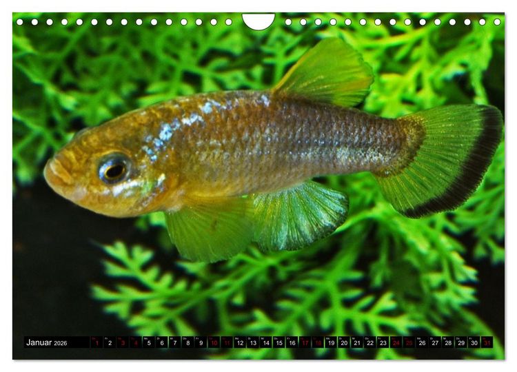 Produktbild: Outdoor-Aquaristik (Wandkalender 2026 DIN A4 quer), CALVENDO Monatskalender