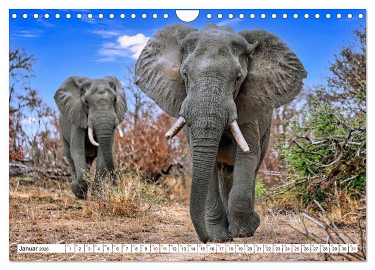 Produktbild: Elefanten-Traum - Herzenssache Afrika (Wandkalender 2026 DIN A4 quer), CALVENDO Monatskalender