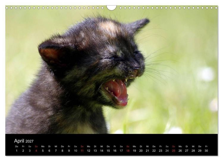 Produktbild: Katzen & Hunde (Wandkalender 2027 DIN A3 quer), CALVENDO Monatskalender