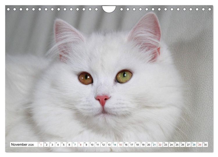 Produktbild: Die Perserkatze - Farbschlag Wei&szlig; (Wandkalender 2026 DIN A4 quer), CALVENDO Monatskalender