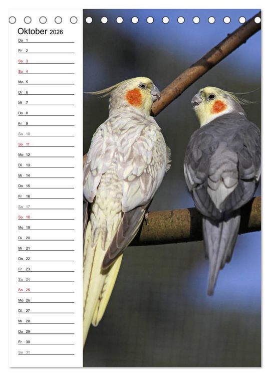 Produktbild: Der Nymphensittich-Terminplaner (Tischkalender 2026 DIN A5 hoch), CALVENDO Monatskalender