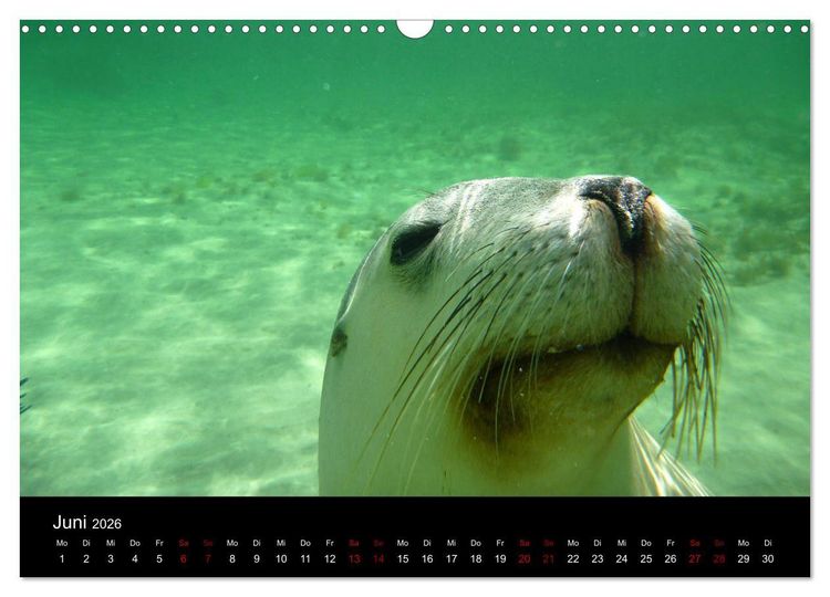 Produktbild: Australian Wildlife (Wandkalender 2026 DIN A3 quer), CALVENDO Monatskalender