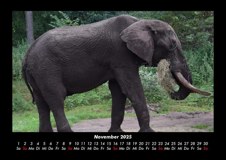 Produktbild: Tierkalender 2025 Fotokalender DIN A3