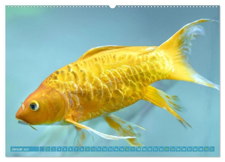 Produktbild: Koi: Juwelen im Teich (hochwertiger Premium Wandkalender 2027 DIN A2 quer), Kunstdruck in Hochglanz