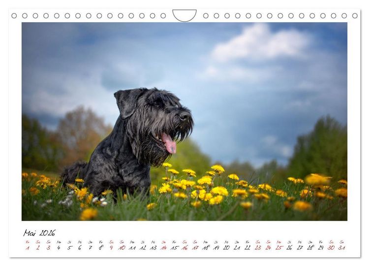 Produktbild: Mit dem Riesenschnauzer durch das Jahr (Wandkalender 2026 DIN A4 quer), CALVENDO Monatskalender