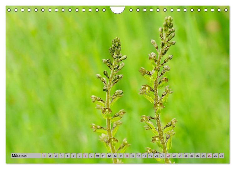 Produktbild: Orchideenwiese 2026 (Wandkalender 2026 DIN A4 quer), CALVENDO Monatskalender