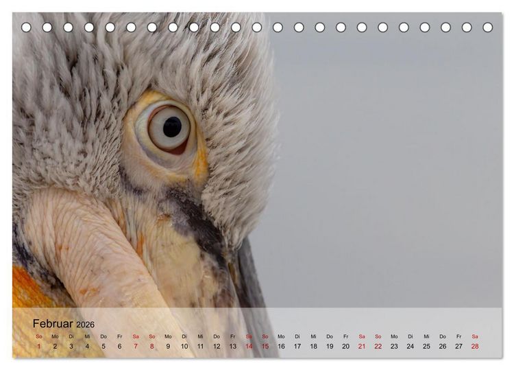 Produktbild: Krauskopfpelikane (Tischkalender 2026 DIN A5 quer), CALVENDO Monatskalender