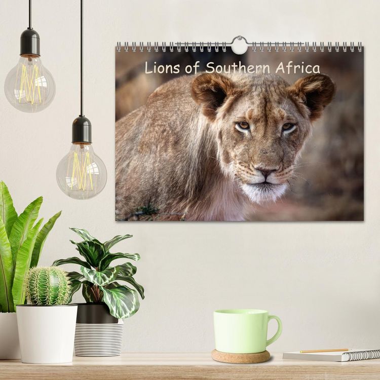 Produktbild: Lions of Southern Africa (Wall Calendar 2026 DIN A4 landscape), CALVENDO 12 Month Wall Calendar