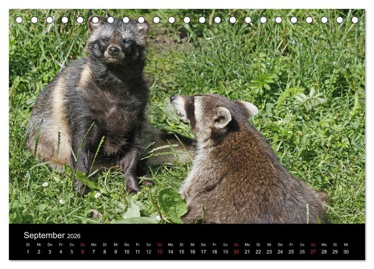Produktbild: Marderhunde (Tischkalender 2026 DIN A5 quer), CALVENDO Monatskalender