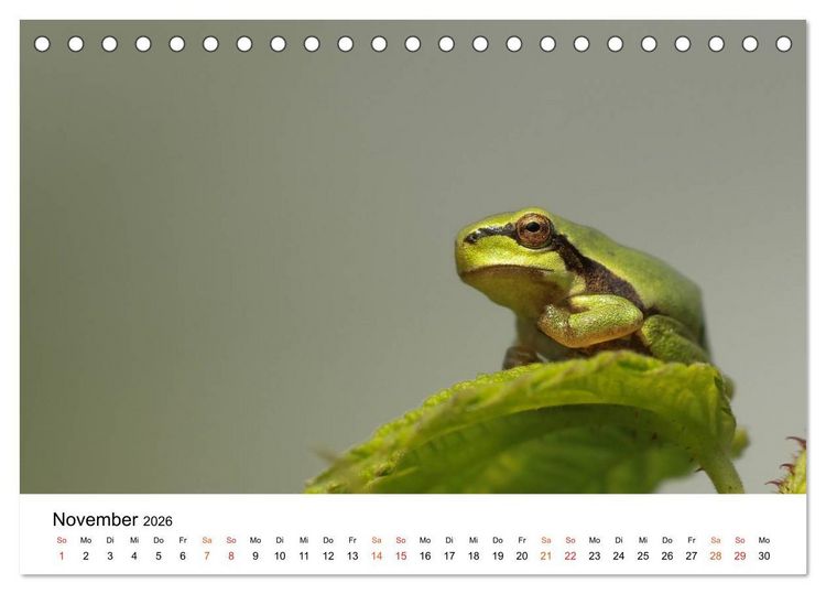 Produktbild: Besucher im Garten - Laubfr&ouml;sche (Tischkalender 2026 DIN A5 quer), CALVENDO Monatskalender