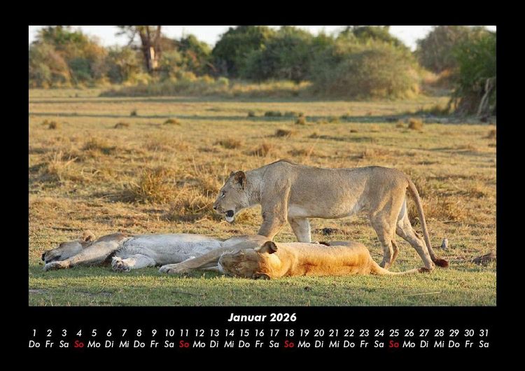 Produktbild: L&ouml;wen in der Wildnis 2026 Fotokalender DIN A3
