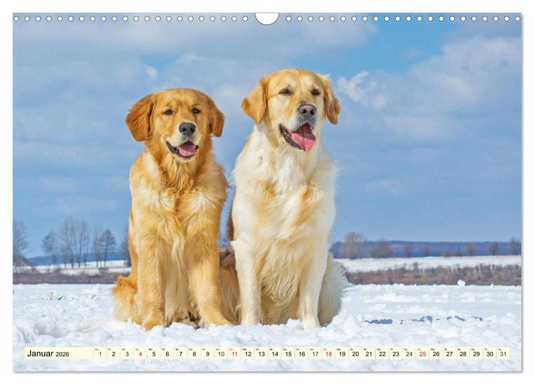 Produktbild: Golden Retriever - Freunde auf 4 Pfoten (Wandkalender 2026 DIN A3 quer), CALVENDO Monatskalender