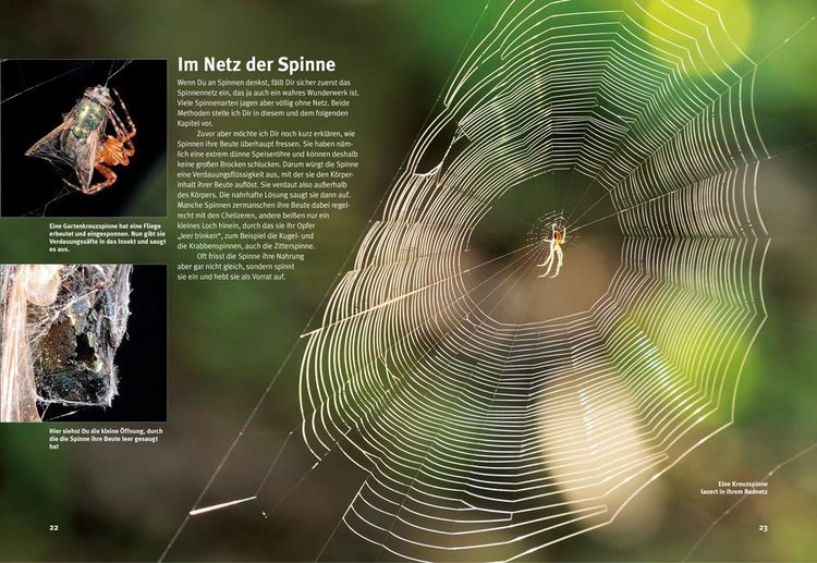 Produktbild: Entdecke die Spinnen