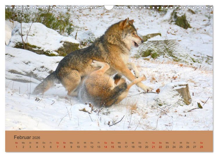 Produktbild: Begegnungen DER WOLF (Wandkalender 2026 DIN A3 quer), CALVENDO Monatskalender