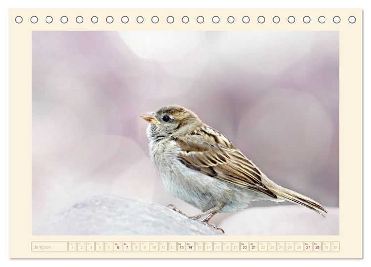 Produktbild: Freche Spatzen (Tischkalender 2026 DIN A5 quer), CALVENDO Monatskalender