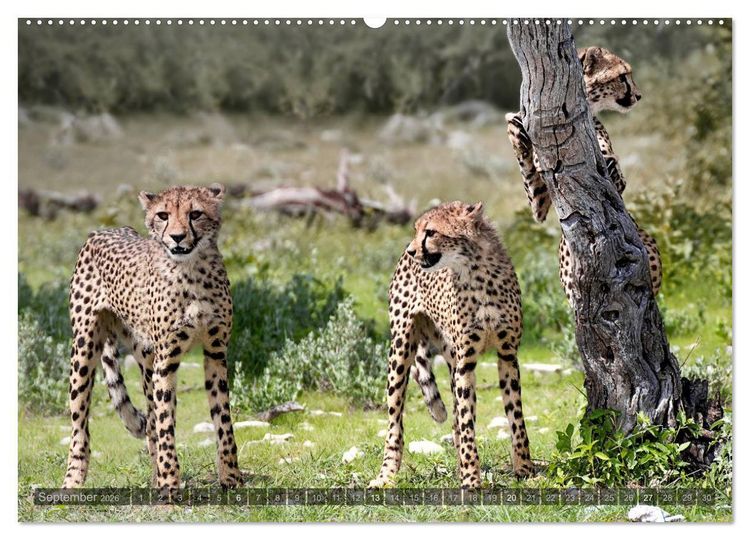 Produktbild: Namibia - Die Tierwelt (Wandkalender 2026 DIN A2 quer), CALVENDO Monatskalender