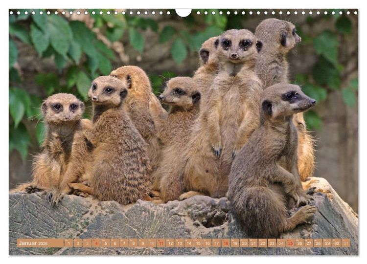 Produktbild: Erdm&auml;nnchen Familienbande (Wandkalender 2026 DIN A3 quer), CALVENDO Monatskalender