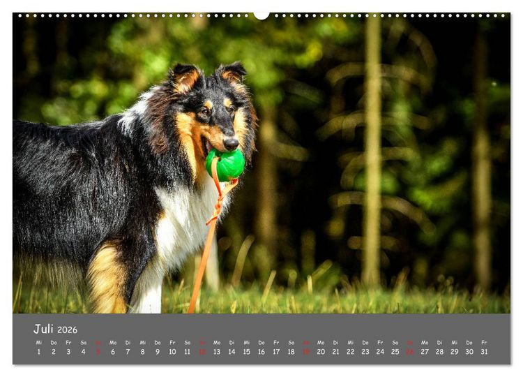 Produktbild: Einmal Collie - immer Collie (Wandkalender 2026 DIN A2 quer), CALVENDO Monatskalender