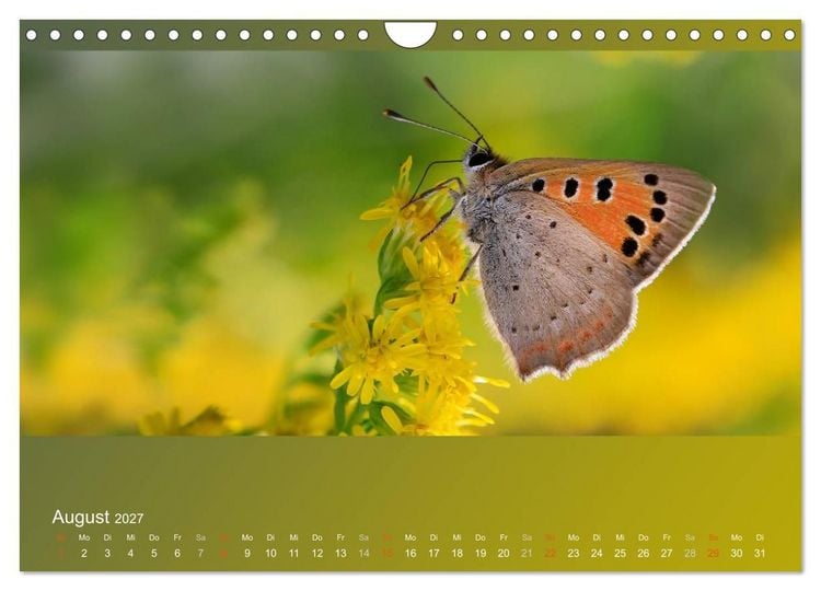 Produktbild: Falter, K&auml;fer und Co.faszinierend, doch extrem gef&auml;hrdet (Wandkalender 2027 DIN A4 quer), CALVENDO Monatskalender