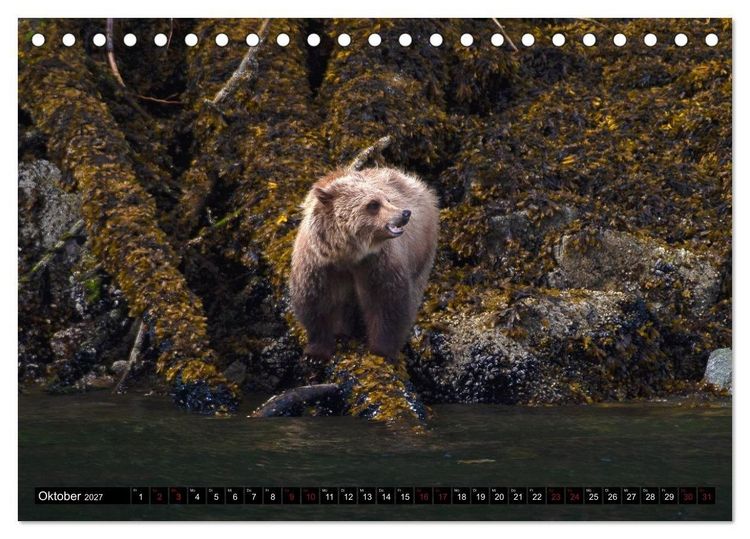 Produktbild: Grizzlys und Geisterb&auml;ren - Glendale Cove, Kanada (Tischkalender 2027 DIN A5 quer), CALVENDO Monatskalender