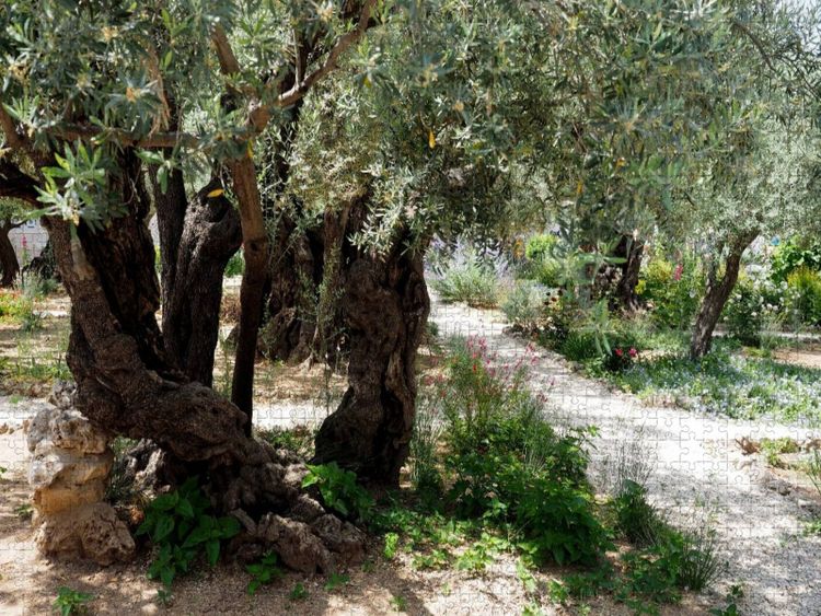 Produktbild: CALVENDO Puzzle Gethsemane | 1000 Teile Lege-Gr&ouml;&szlig;e 64x48cm Foto-Puzzle f&uuml;r gl&uuml;ckliche Stunden