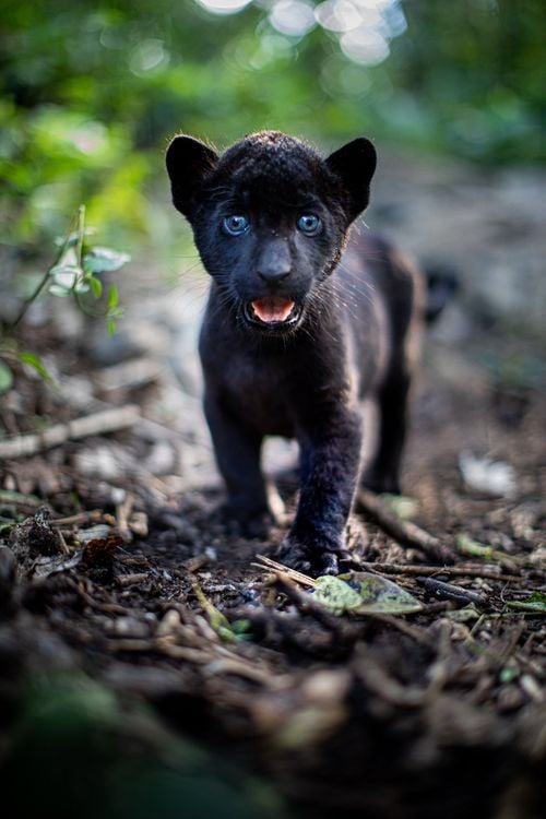 Produktbild: Ella und der schwarze Jaguar