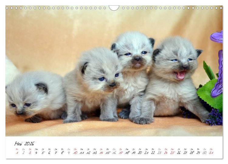 Produktbild: Katzenparade (Wandkalender 2026 DIN A3 quer), CALVENDO Monatskalender