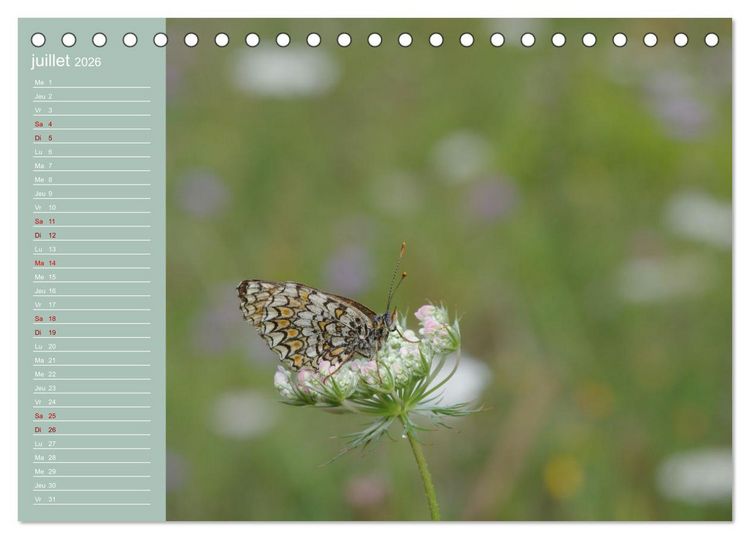 Produktbild: Merveilleux papillons (Calendrier de bureau 2026 DIN A5 vertical), CALVENDO calendrier mensuel