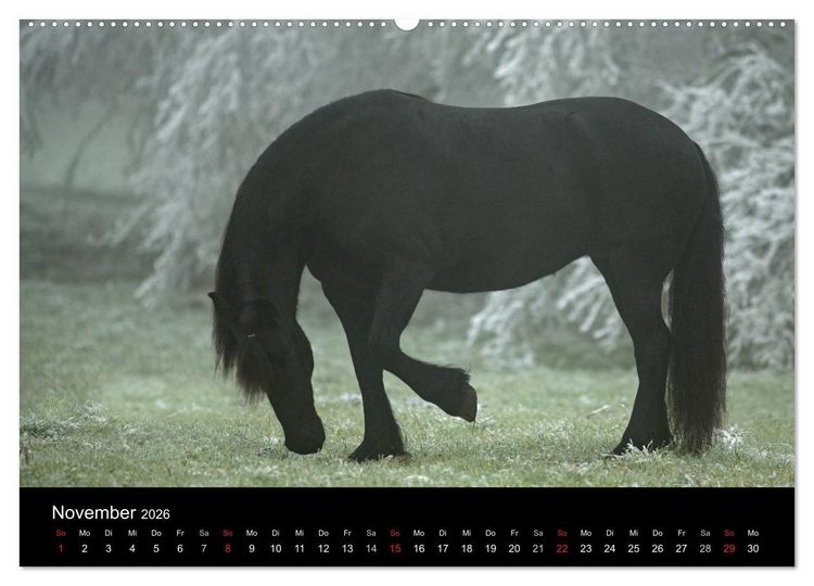 Produktbild: Friesen - Sch&ouml;nheit, Kraft und Eleganz (hochwertiger Premium Wandkalender 2026 DIN A2 quer), Kunstdruck in Hochglanz