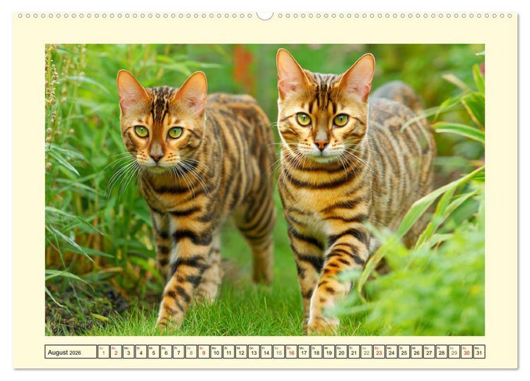 Produktbild: Bengalkatzen. Der elegante Mini-Leopard im Garten (hochwertiger Premium Wandkalender 2026 DIN A2 quer), Kunstdruck in Hochglanz