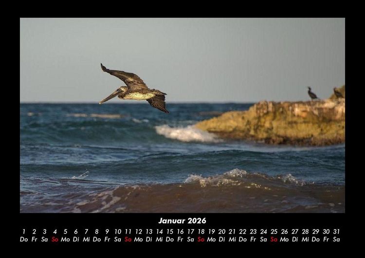 Produktbild: Welt der V&ouml;gel 2026 Fotokalender DIN A3
