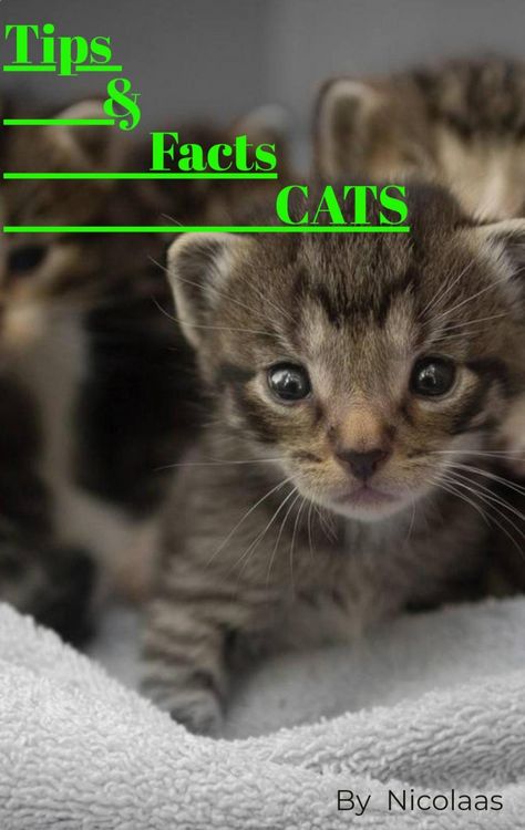 Produktbild: Tips & Facts CATS