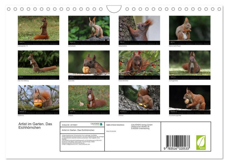 Produktbild: Artist im Garten. Das Eichh&ouml;rnchen (Wandkalender 2026 DIN A4 quer), CALVENDO Monatskalender