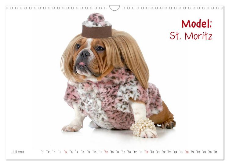 Produktbild: English Bulldog XXL Models (Wandkalender 2026 DIN A3 quer), CALVENDO Monatskalender