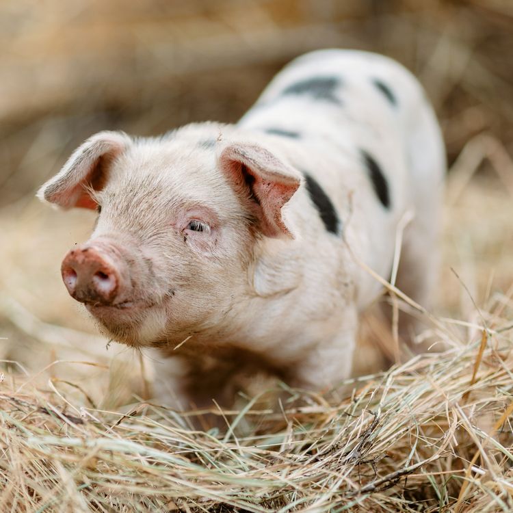 Produktbild: Tiere vom Bauernhof / Farm Animals 2027