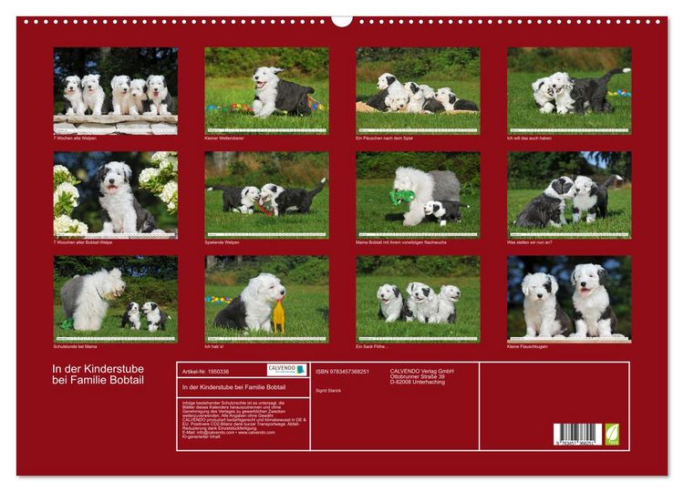 Produktbild: In der Kinderstube bei Familie Bobtail (Wandkalender 2026 DIN A2 quer), CALVENDO Monatskalender