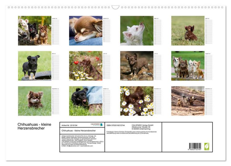 Produktbild: Chihuahuas - kleine Herzensbrecher (Wandkalender 2026 DIN A2 quer), CALVENDO Monatskalender
