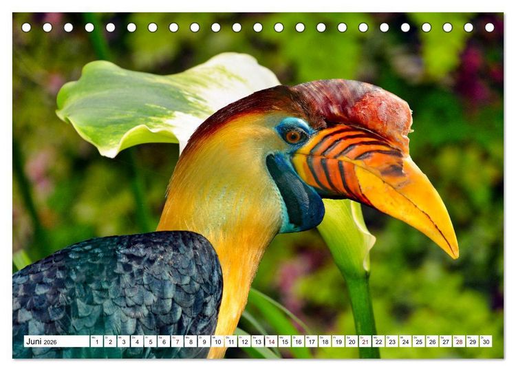 Produktbild: Bunte Vielfalt in der Vogelwelt (Tischkalender 2026 DIN A5 quer), CALVENDO Monatskalender