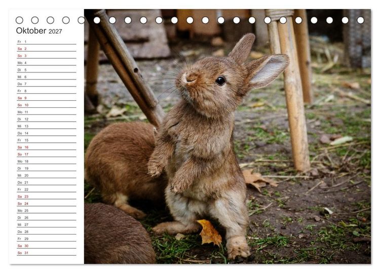 Produktbild: Eine gl&uuml;ckliche Kaninchenfamilie (Tischkalender 2027 DIN A5 quer), CALVENDO Monatskalender