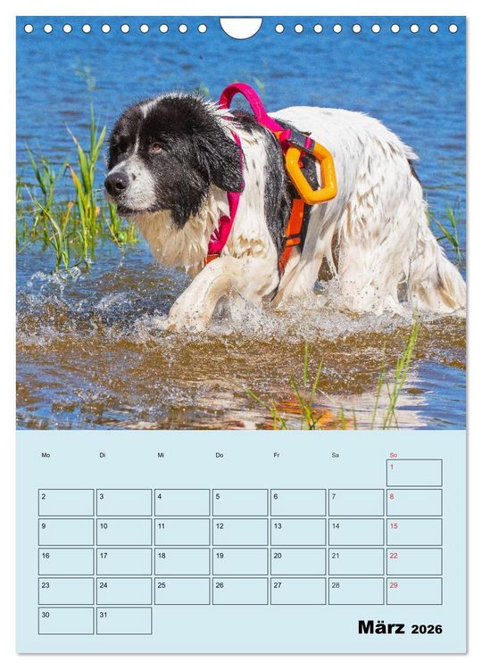 Produktbild: Familienplaner Landseer - Freund und Retter (Wandkalender 2026 DIN A4 hoch), CALVENDO Monatskalender