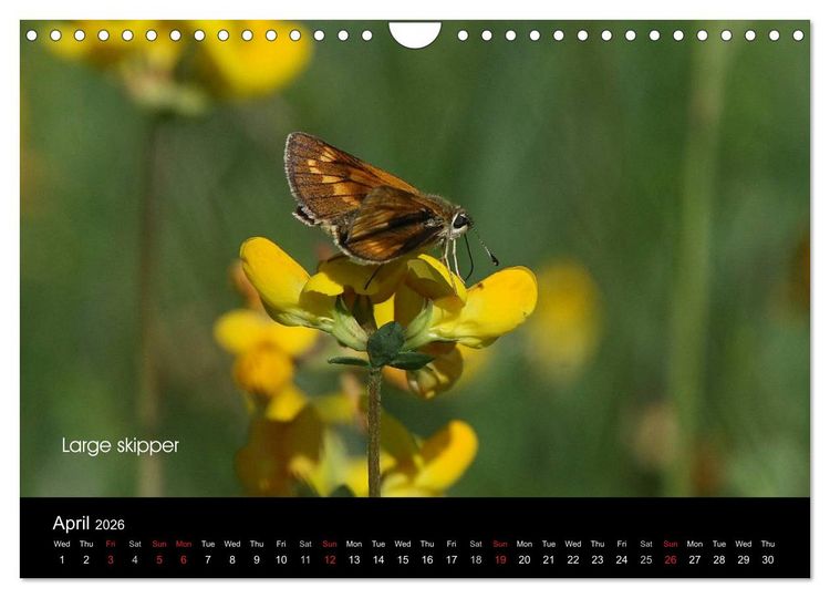 Produktbild: Beautiful British Butterflies (Wall Calendar 2026 DIN A4 landscape), CALVENDO 12 Month Wall Calendar