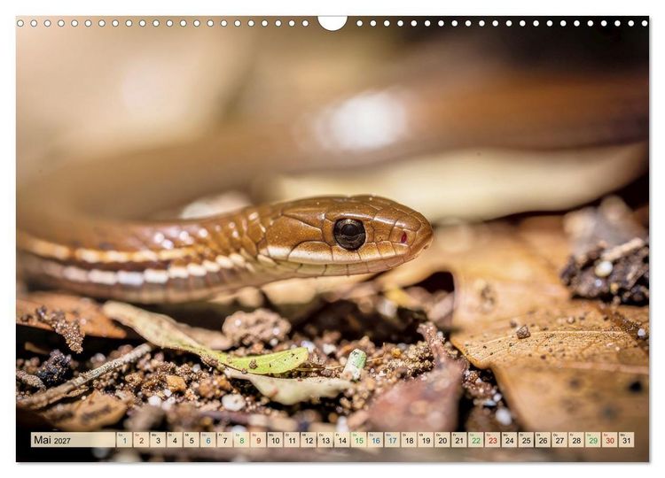 Produktbild: Die kleinsten Tiere - Weltweit (Wandkalender 2027 DIN A3 quer), CALVENDO Monatskalender