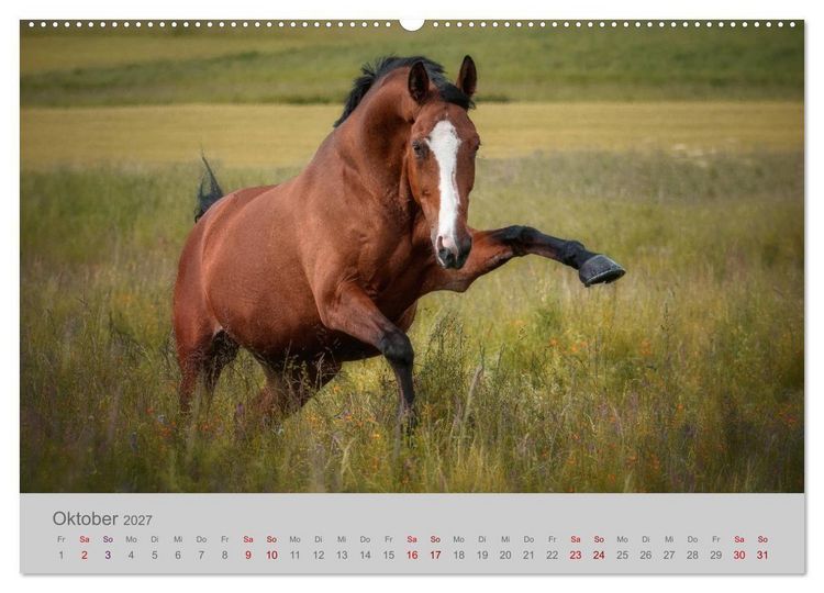 Produktbild: Pferde - Anmut, Eleganz, Magie (hochwertiger Premium Wandkalender 2027 DIN A2 quer), Kunstdruck in Hochglanz