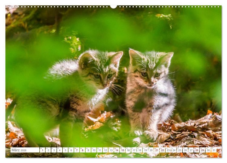 Produktbild: Wildkatzenbabys - wild und zuckers&uuml;&szlig;. (Wandkalender 2026 DIN A2 quer), CALVENDO Monatskalender