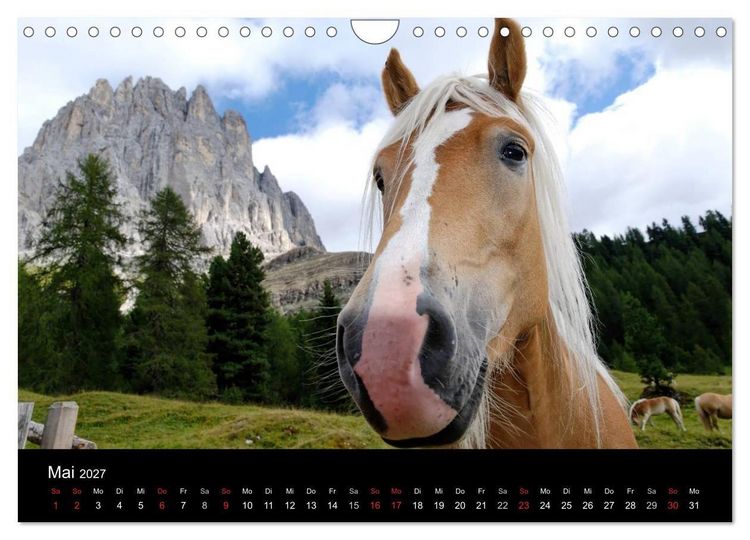 Produktbild: Wundersch&ouml;ne Haflingerwelt (Wandkalender 2027 DIN A4 quer), CALVENDO Monatskalender