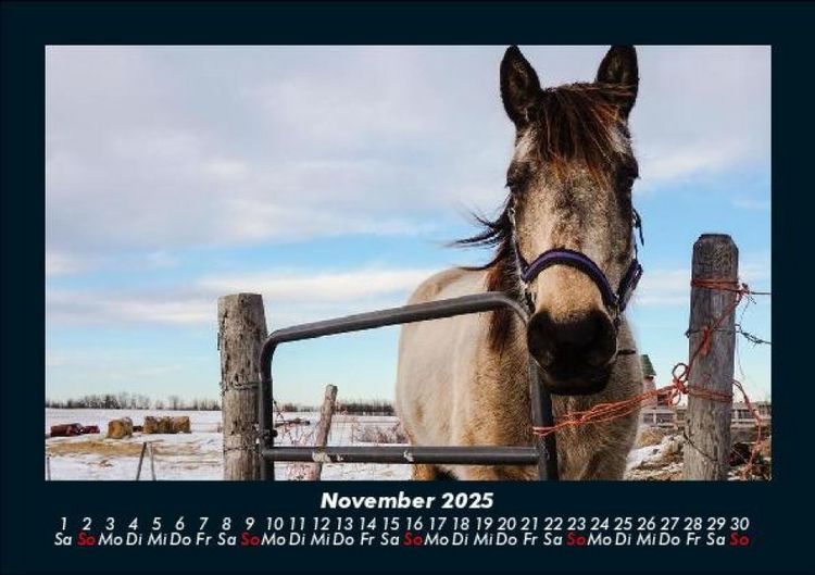 Produktbild: Die Welt der Pferde 2025 Fotokalender DIN A5
