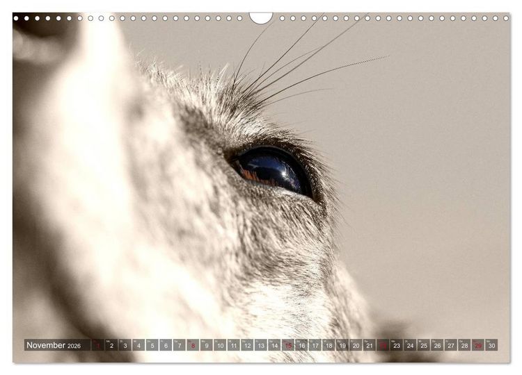 Produktbild: Galgo eye-catcher (Wandkalender 2026 DIN A3 quer), CALVENDO Monatskalender